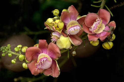 Blooming Flowers of a Cannonball Tree
