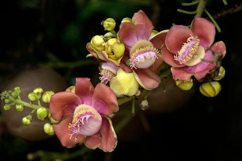 Kostnadsfri bild av blomfotografi, blomknoppar, blommor