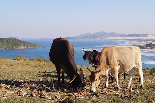 Koeien Die Gras Eten