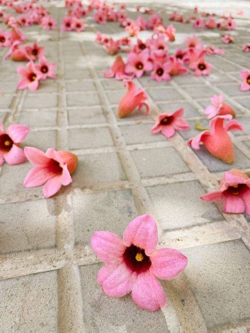 Fragrant blooming pink flowers of Brachychiton populneus lying on paved walkway of square