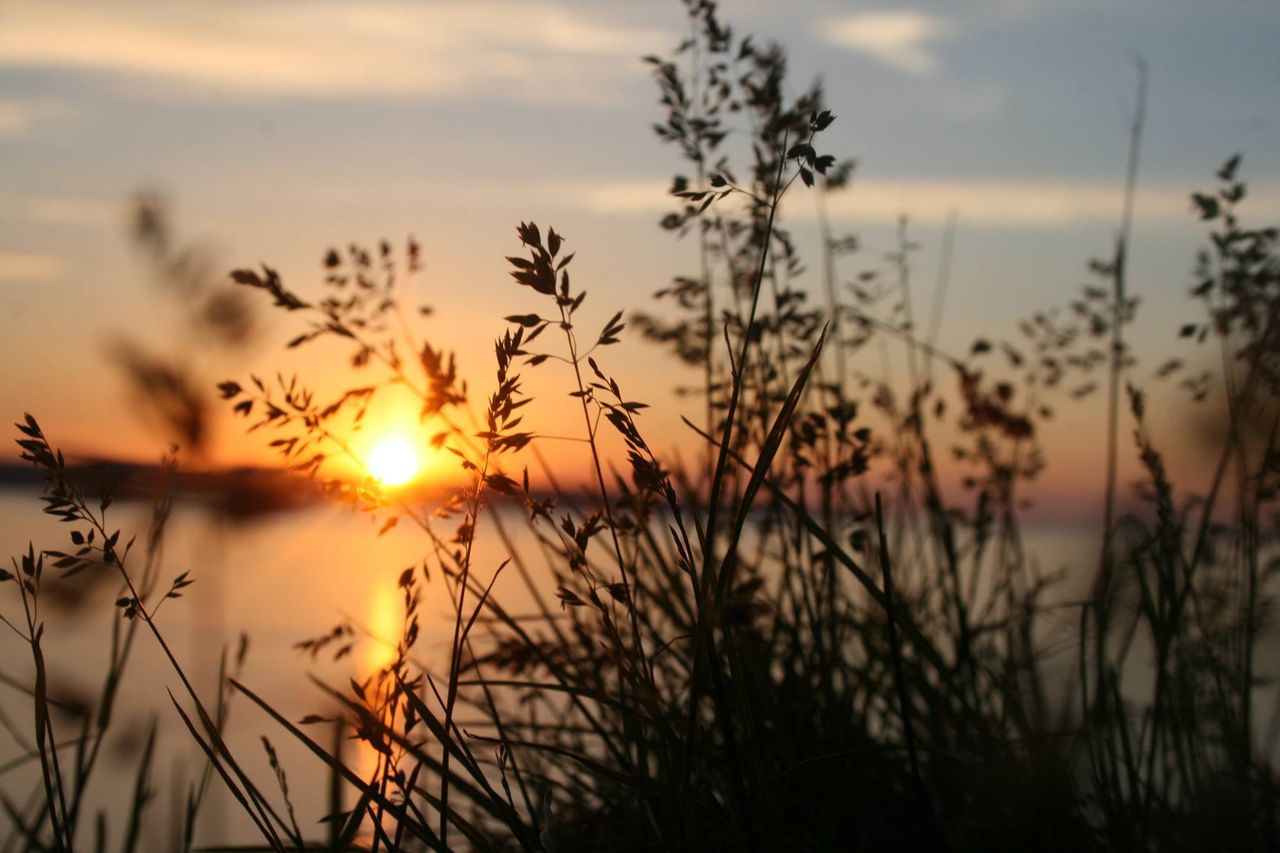 peaceful view of grass silhouette with a vibrant sunset over water