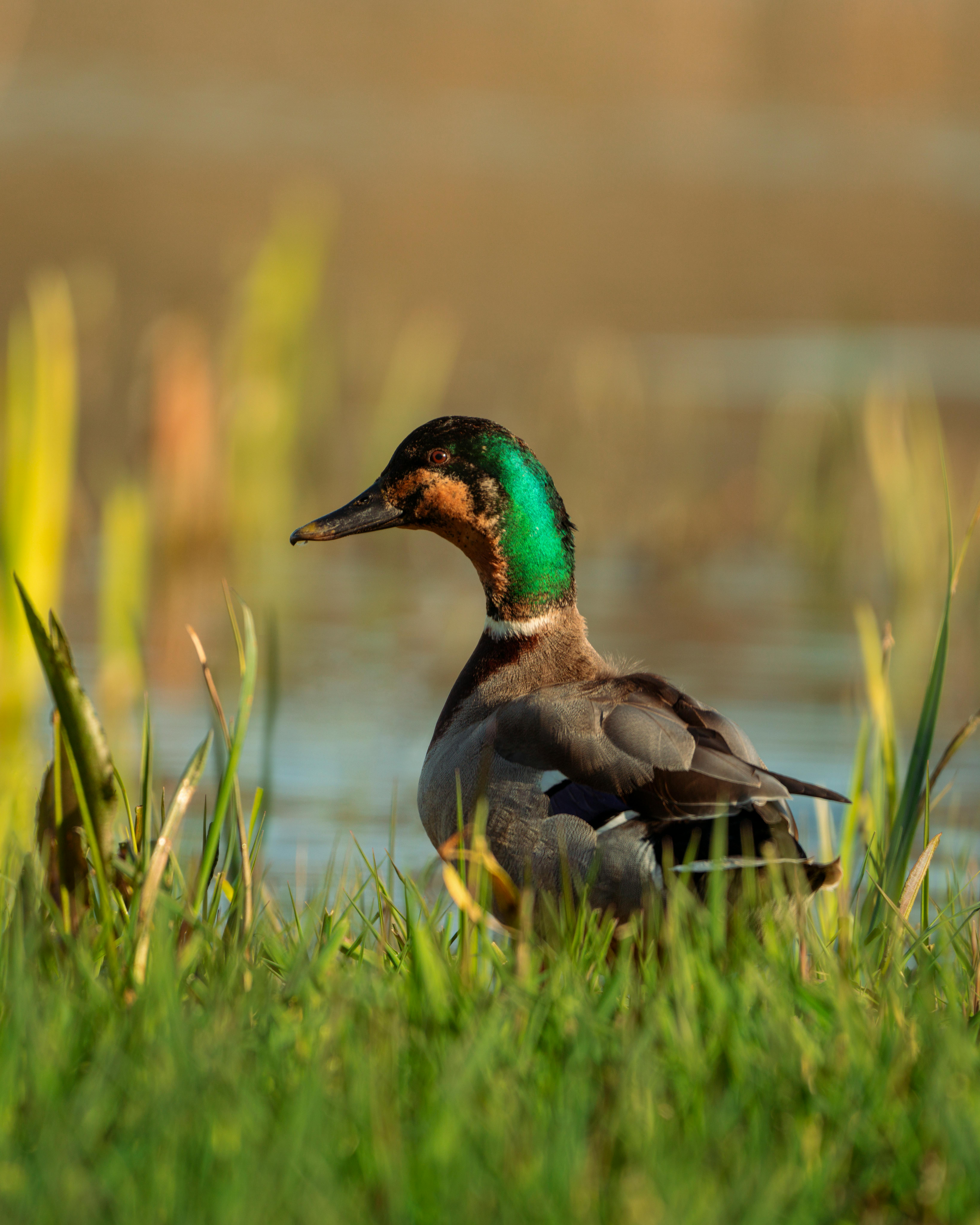 A serene scene of a mallard duck resting by the water in lush wetlands.