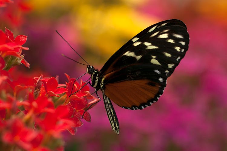 Close-up Of Black And Brown Butter Fly On A Red Flower