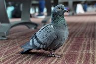 Gray and Black Bird on Brown and White Textile