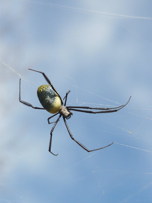 Close-up Shot of a Spider on its Web 