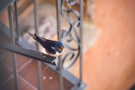 Blue and Black Bird on Top of Metal Frame