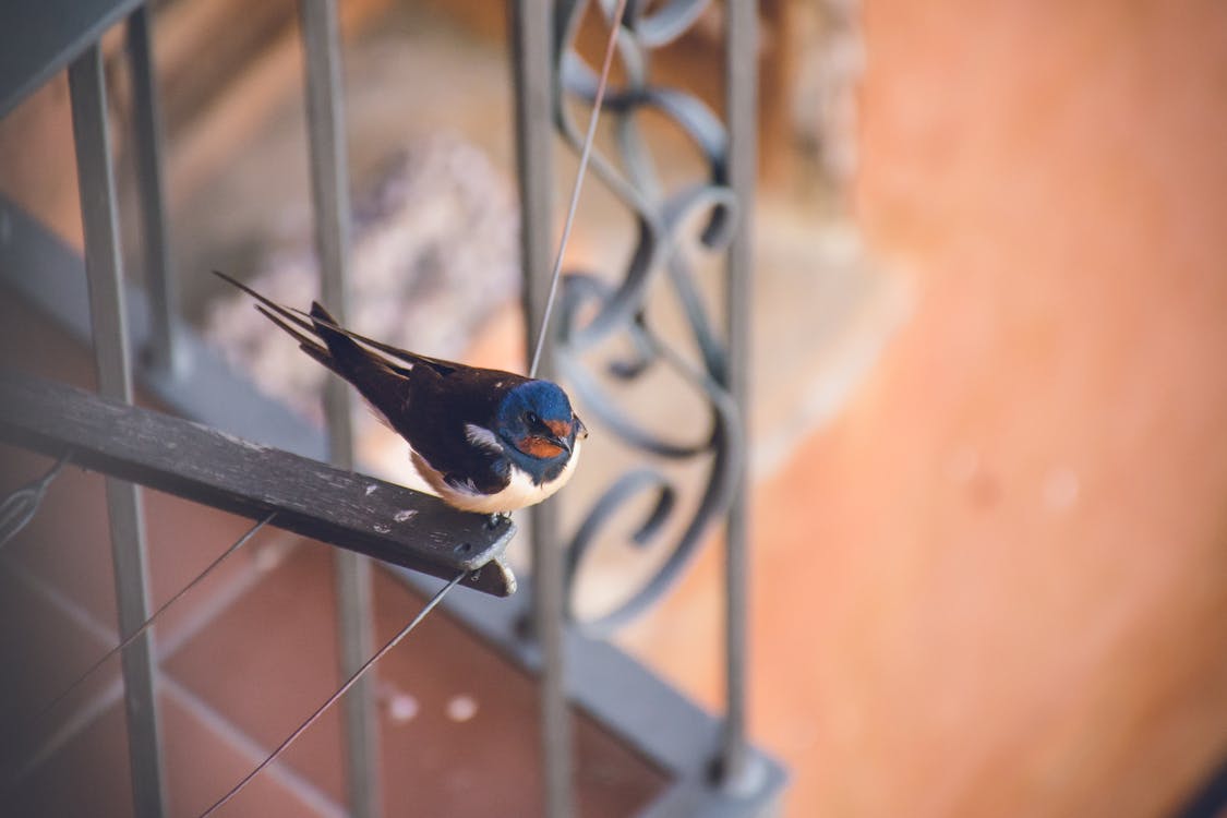 A picture of a swallow