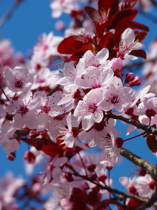 Free Red Pink and White Petaled Tree during Daytime Stock Photo