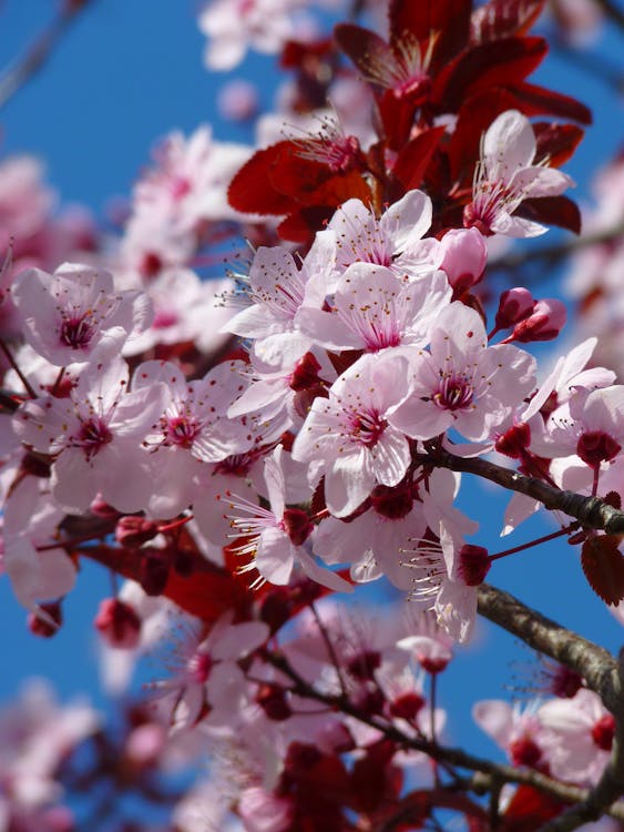 Free Red Pink and White Petaled Tree during Daytime Stock Photo
