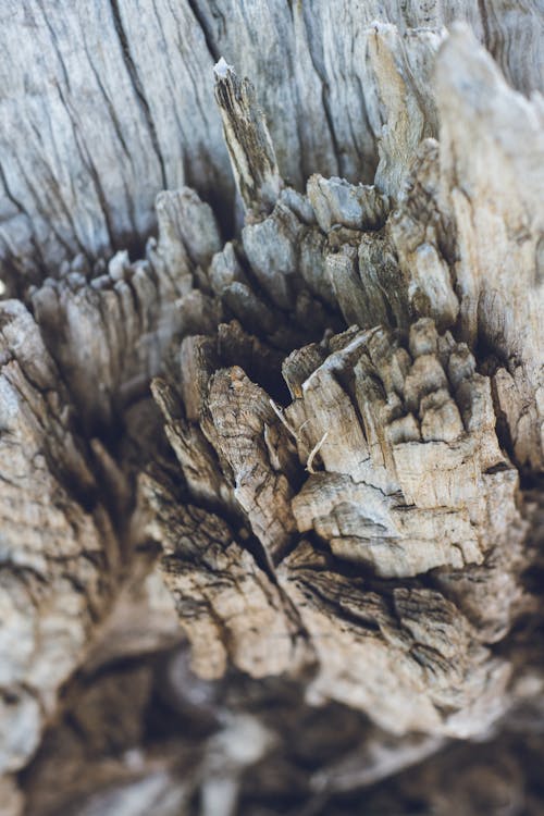Darmowe zdjęcie z galerii z drewno, drzewo, natura