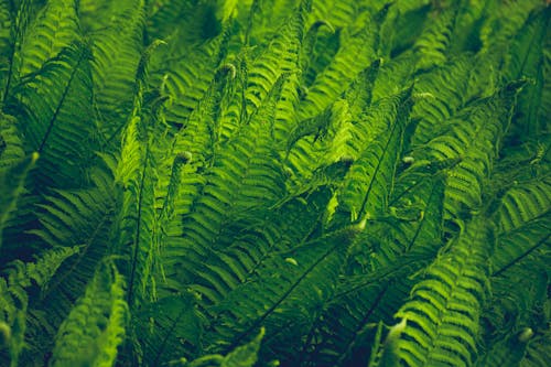 Close-up of vibrant green fern fronds in a lush forest setting in Germany.