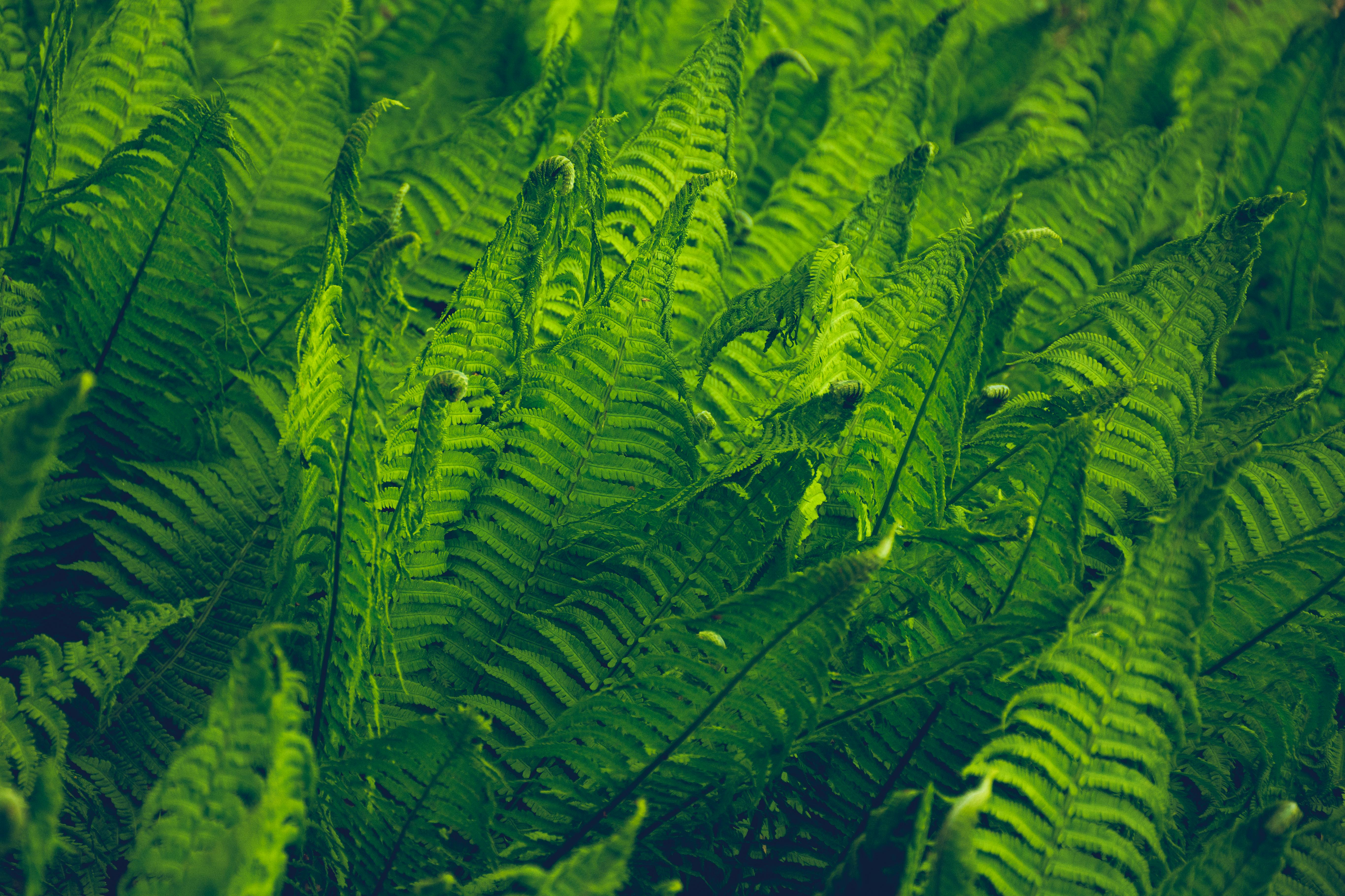 Close Up Photography of a Green Leaf Sprout · Free Stock Photo, black and white nature wallpaper color