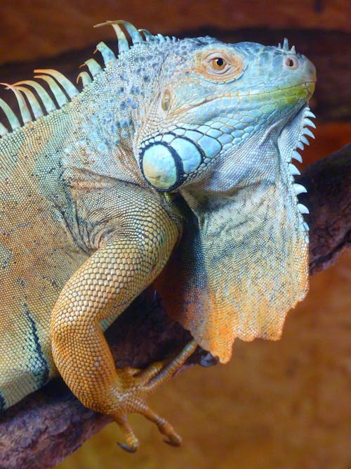 Green and Gray Lizard