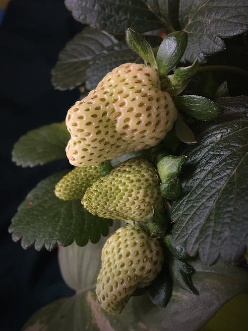 Free A Pineberries with Green Leaves Stock Photo