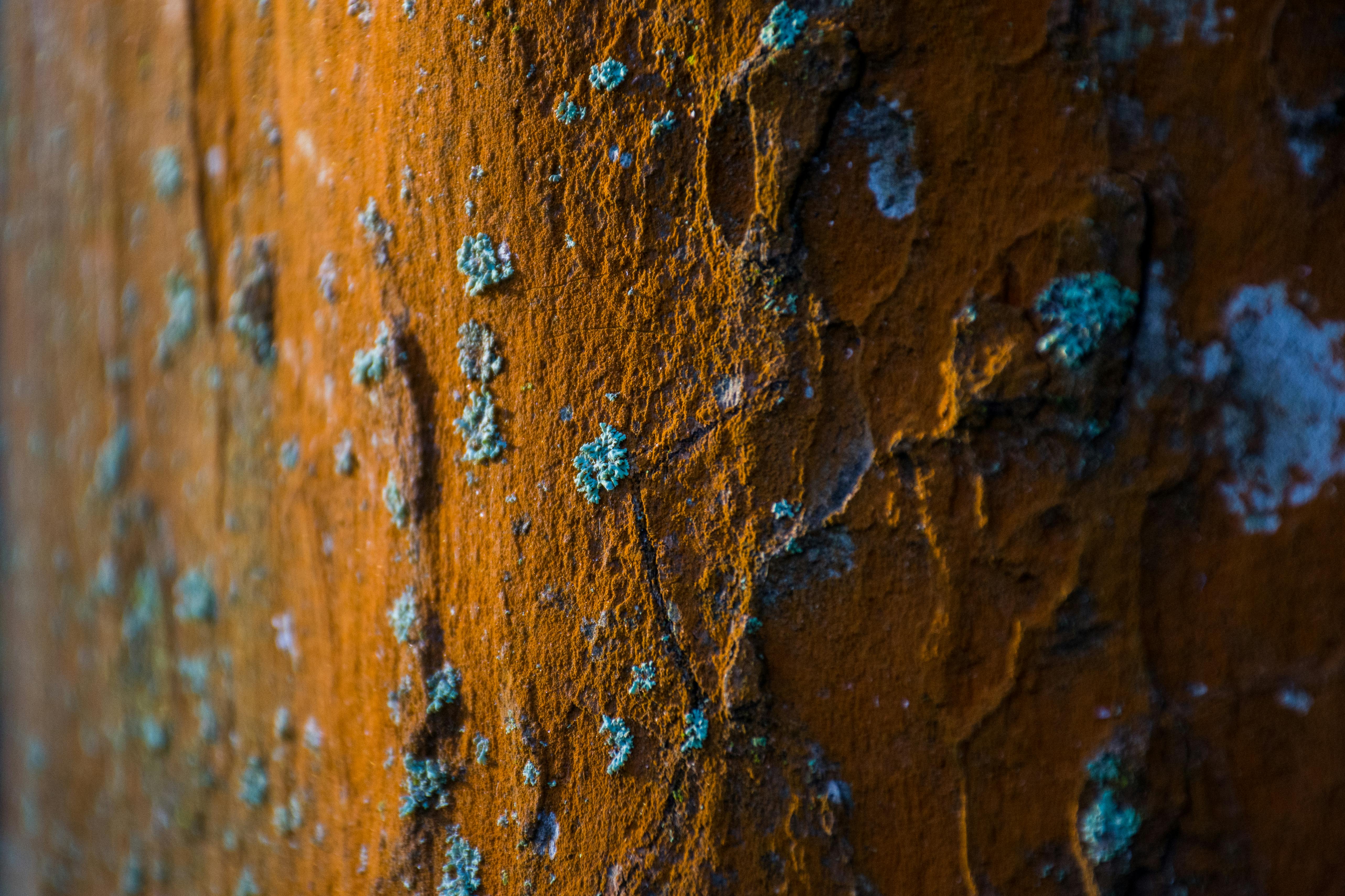 Aged Rusty Bronze Metal Background Mural - Murals Your Way