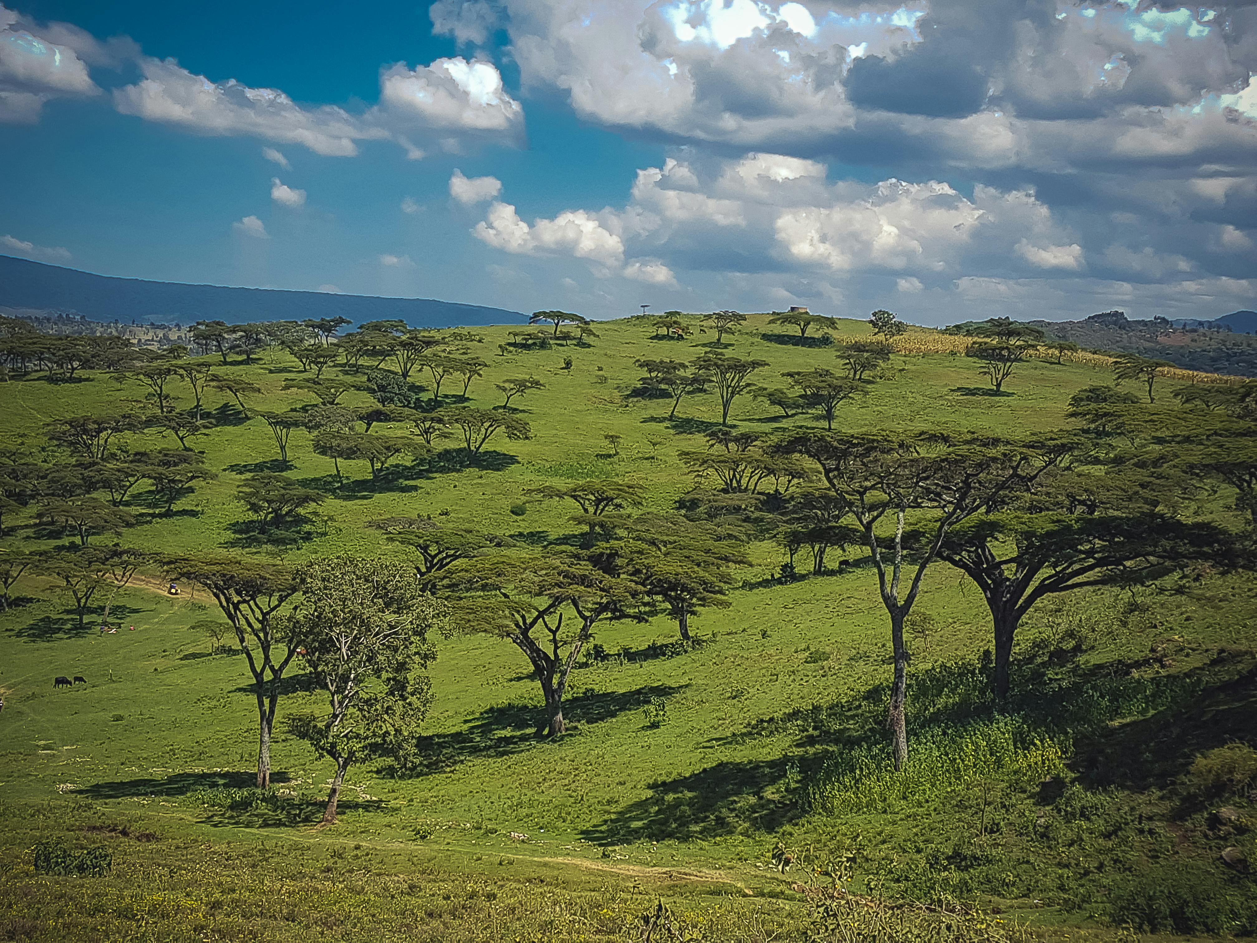 Free Stock Photo Of Kenya, Landscape, Wild Animals