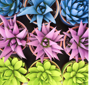 A top-down view of colorful succulents in pots, highlighting vibrant hues.