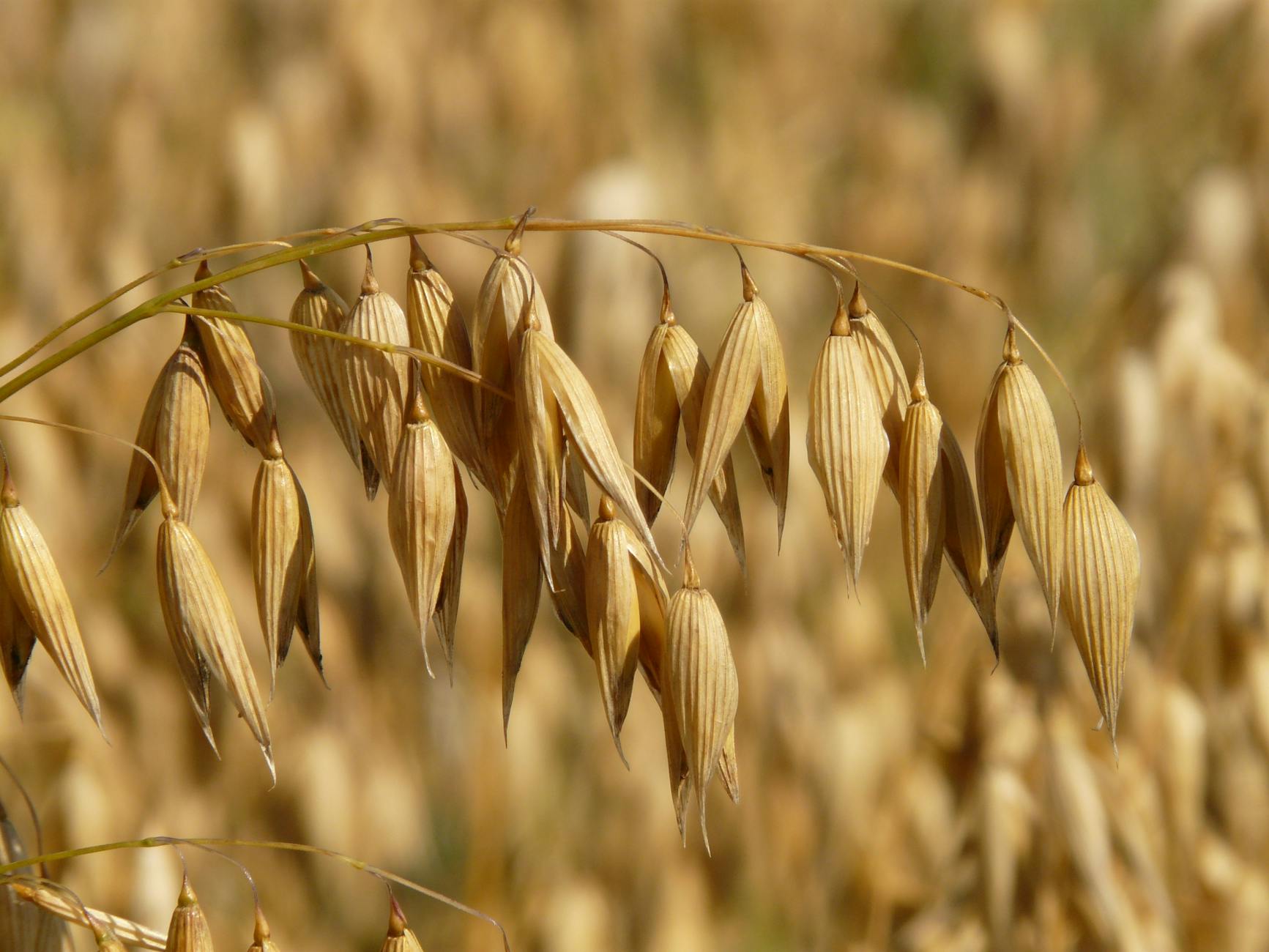 oats growing in a field