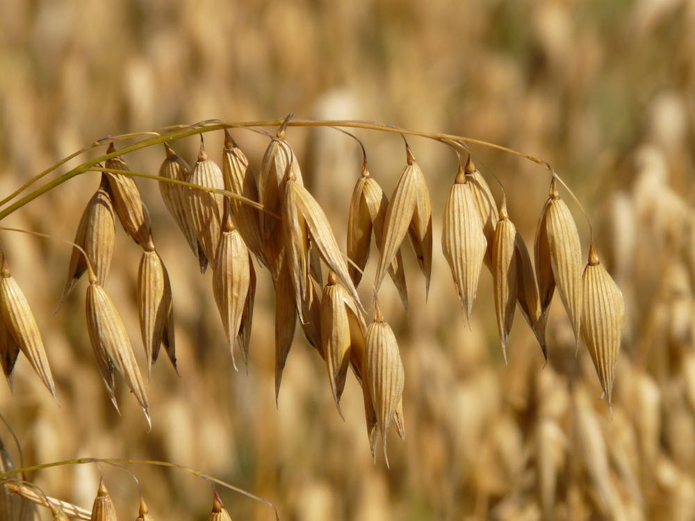 Free Dried Brown Plant Selective Focus Photo Stock Photo