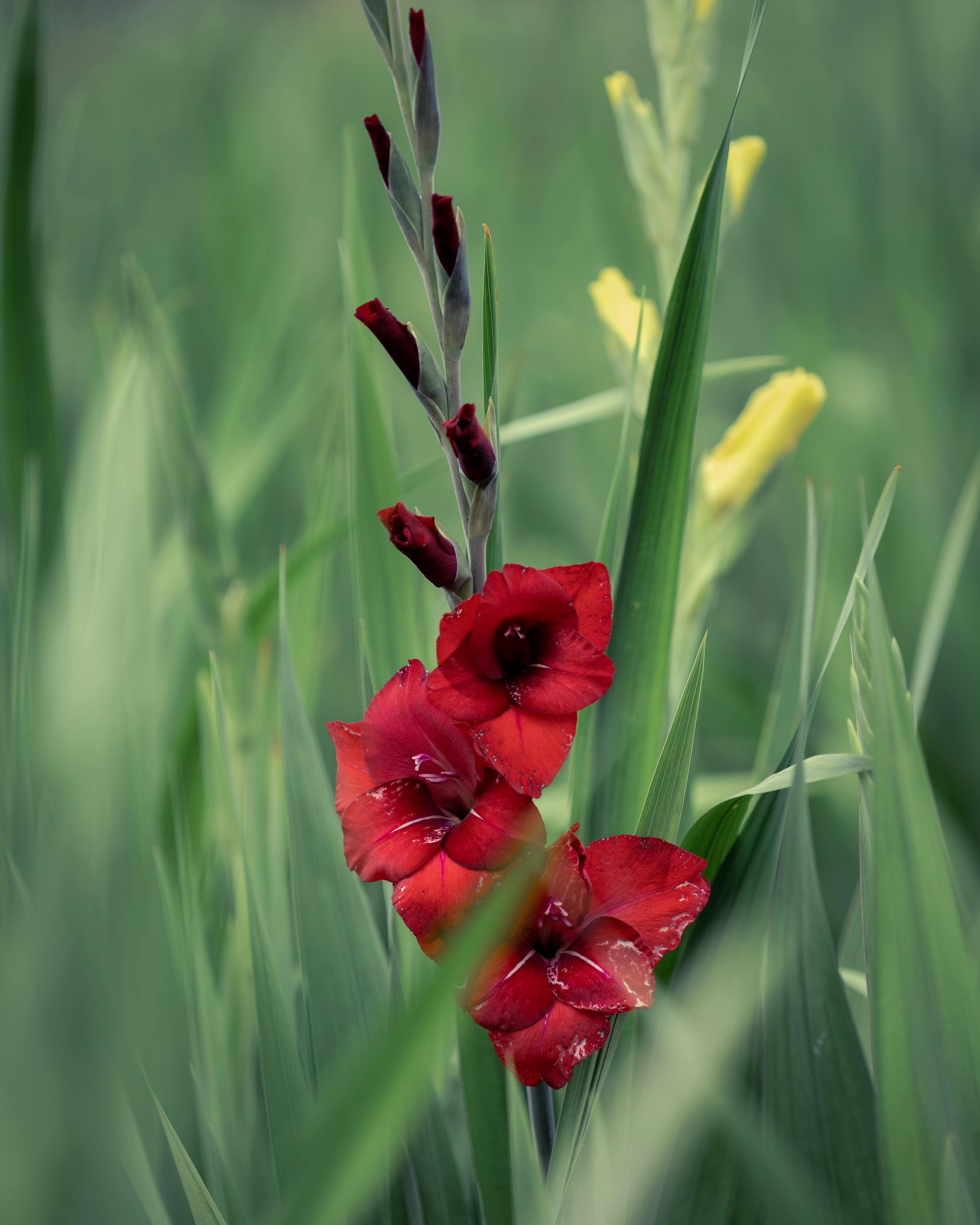 Red Flower in Green Grass · Free Stock Photo
