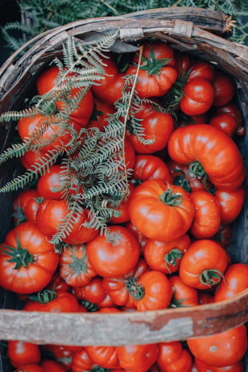 Red Tomatoes on Brown Woven Basket