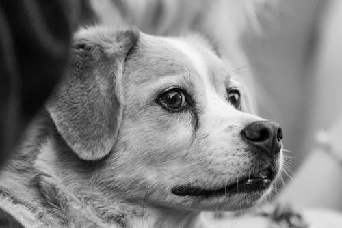 Grayscale Photo of Short Coated Dog