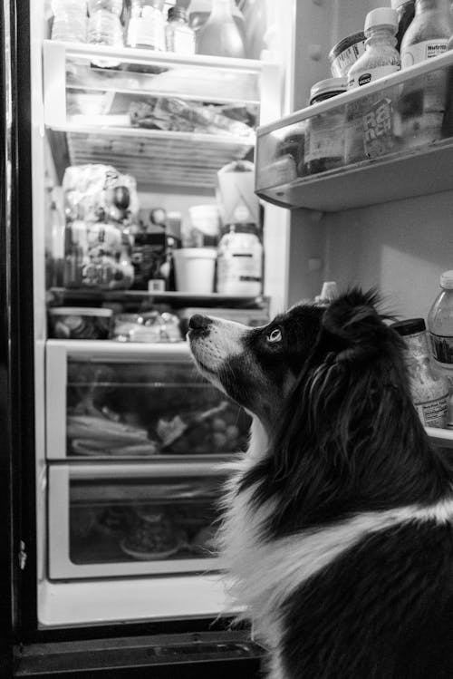 Kostenloses Stock Foto zu bezaubernd, border collie, graustufen