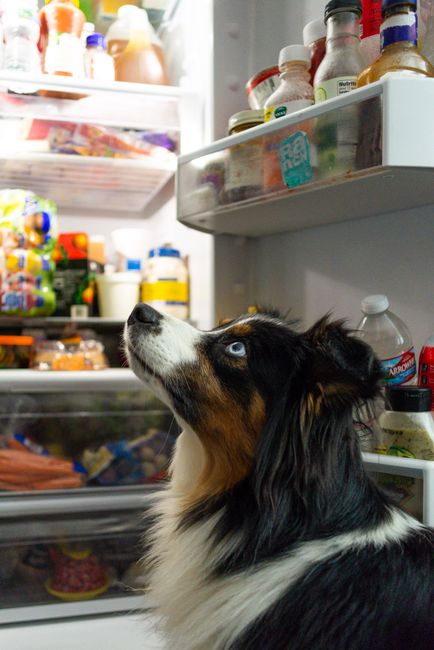 Understanding the Nutritional Needs of Australian shepherds for Optimal Energy and Vitality