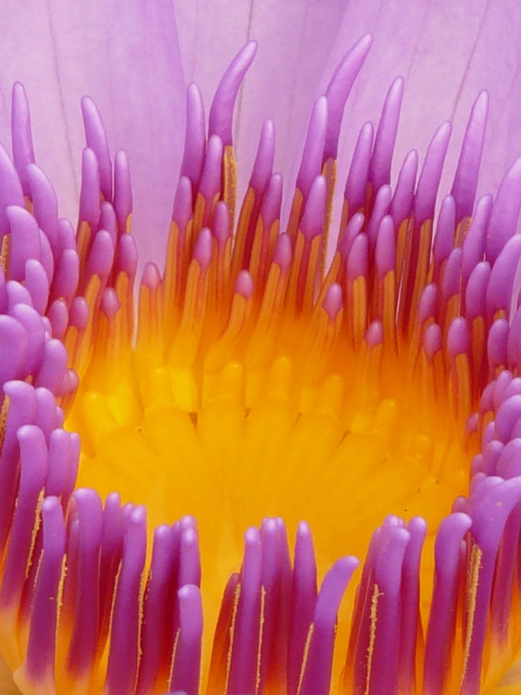 Macro Photo Of Flower Pistil