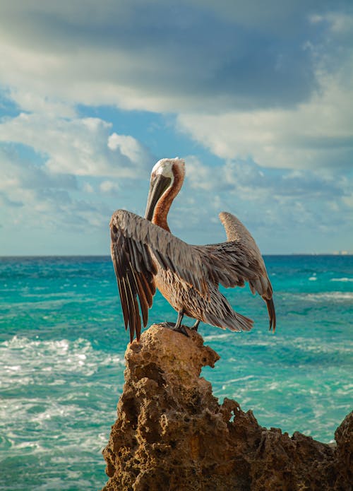 Galápagos Brown Pelican on Rock Near Sea