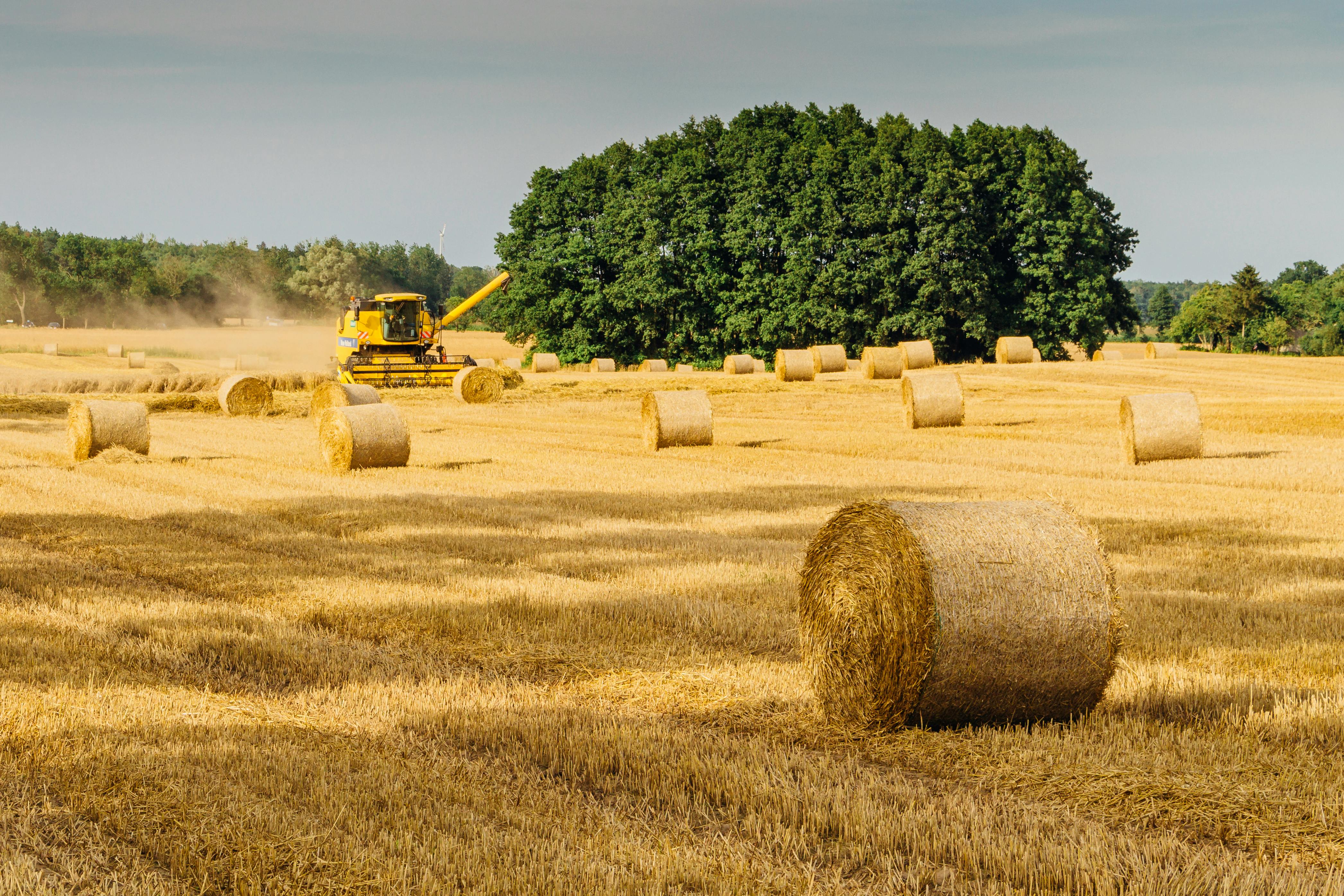 Hay Field Pictures | Download Free Images on Unsplash
