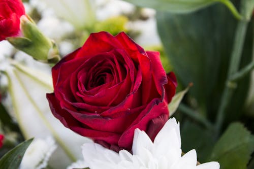 Free Red Rose Stock Photo