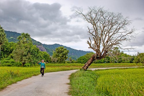 Immagine gratuita di bầu trời, cây, com