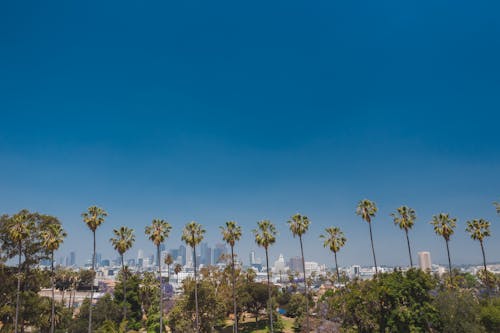 Green Palm Trees Under Blue Sky