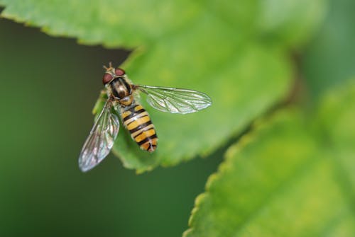 Free Shallow Focus Image of Brown and Black Bee on Green Leaf Stock Photo