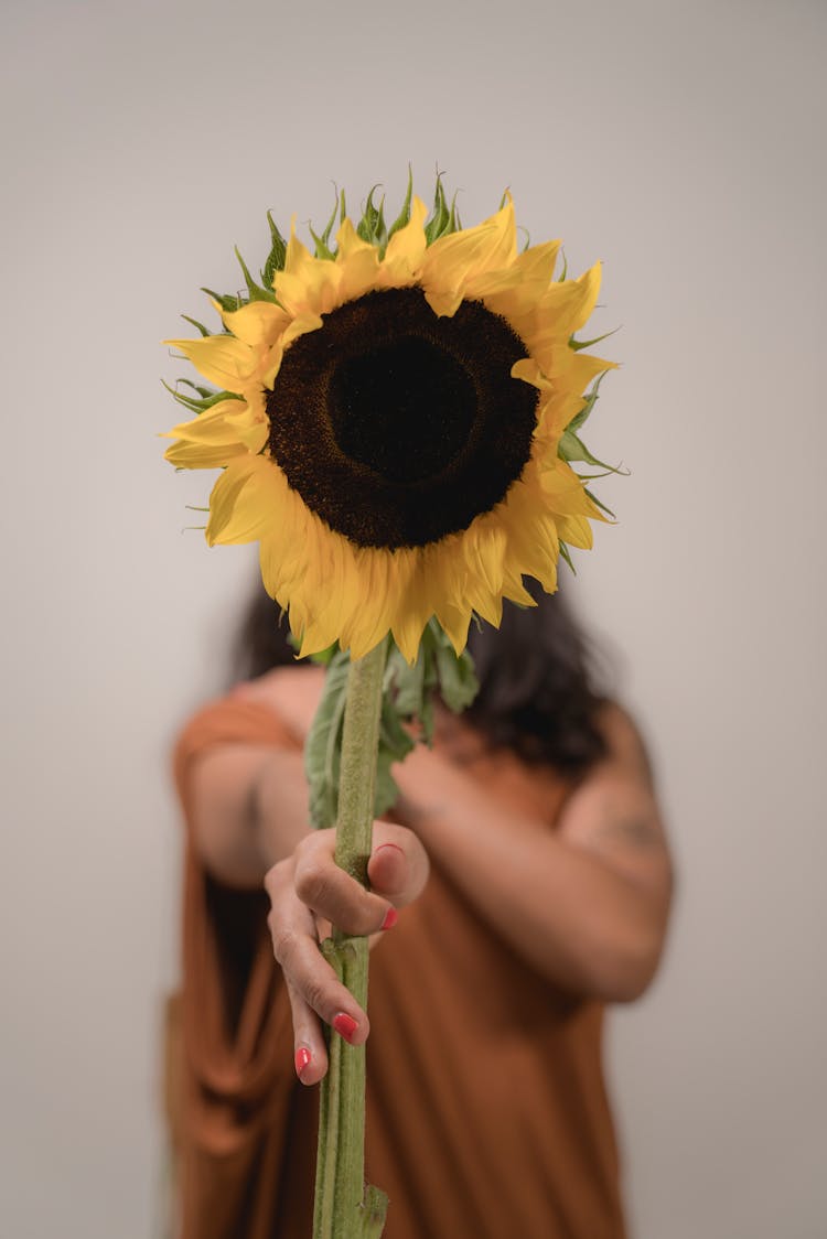 Person Holding A Yellow Sunflower 