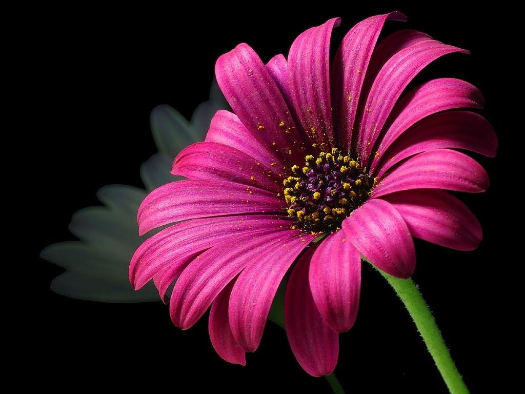 Image result for image of flower