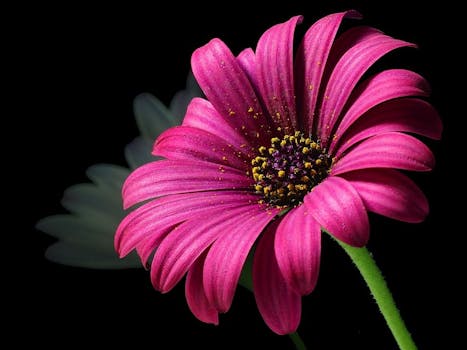    daisy-pollen-flower-