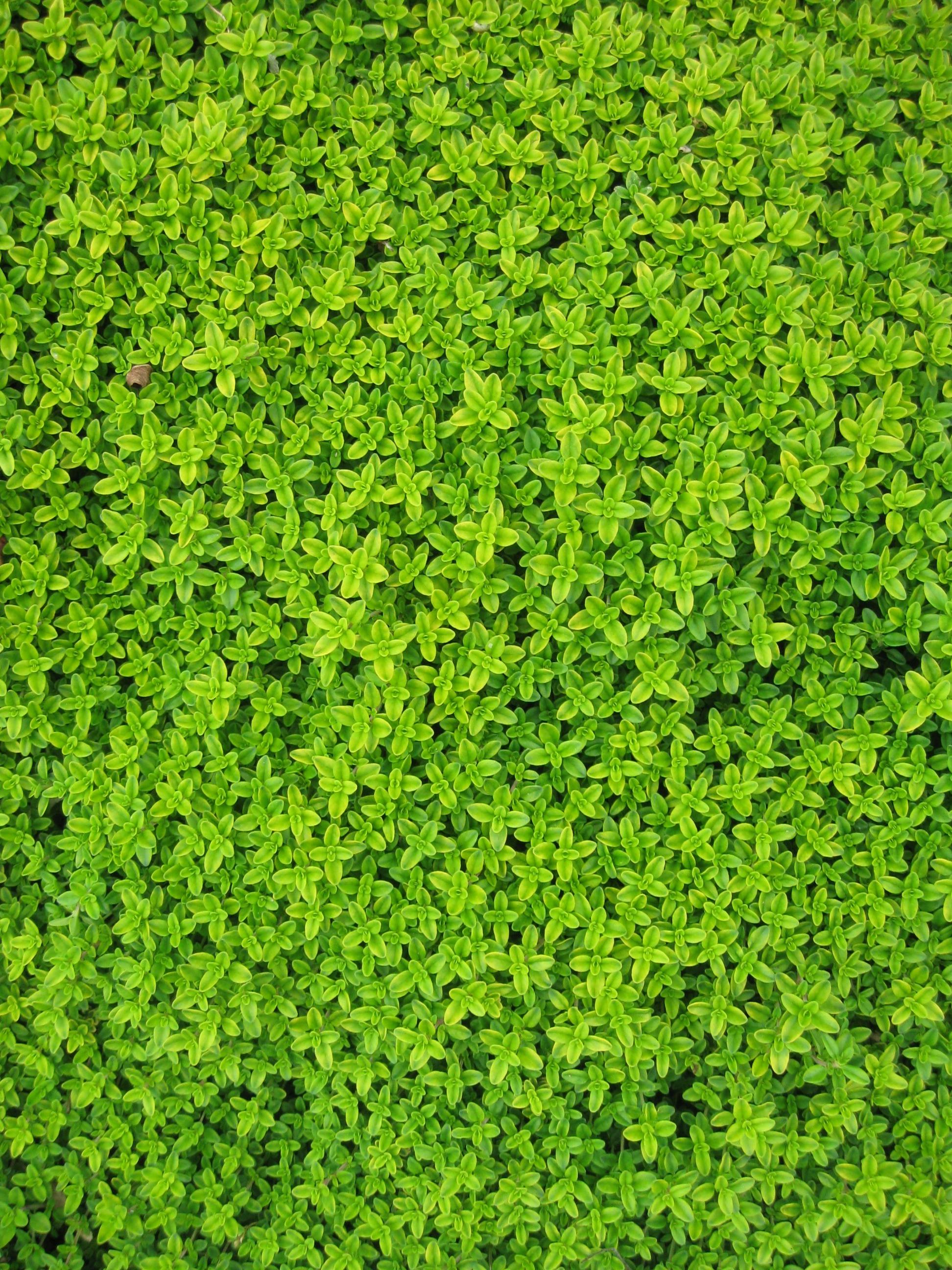 From Color of Leaves in Wallpaper Wizard  HD Desktop Background With dark  green ivy