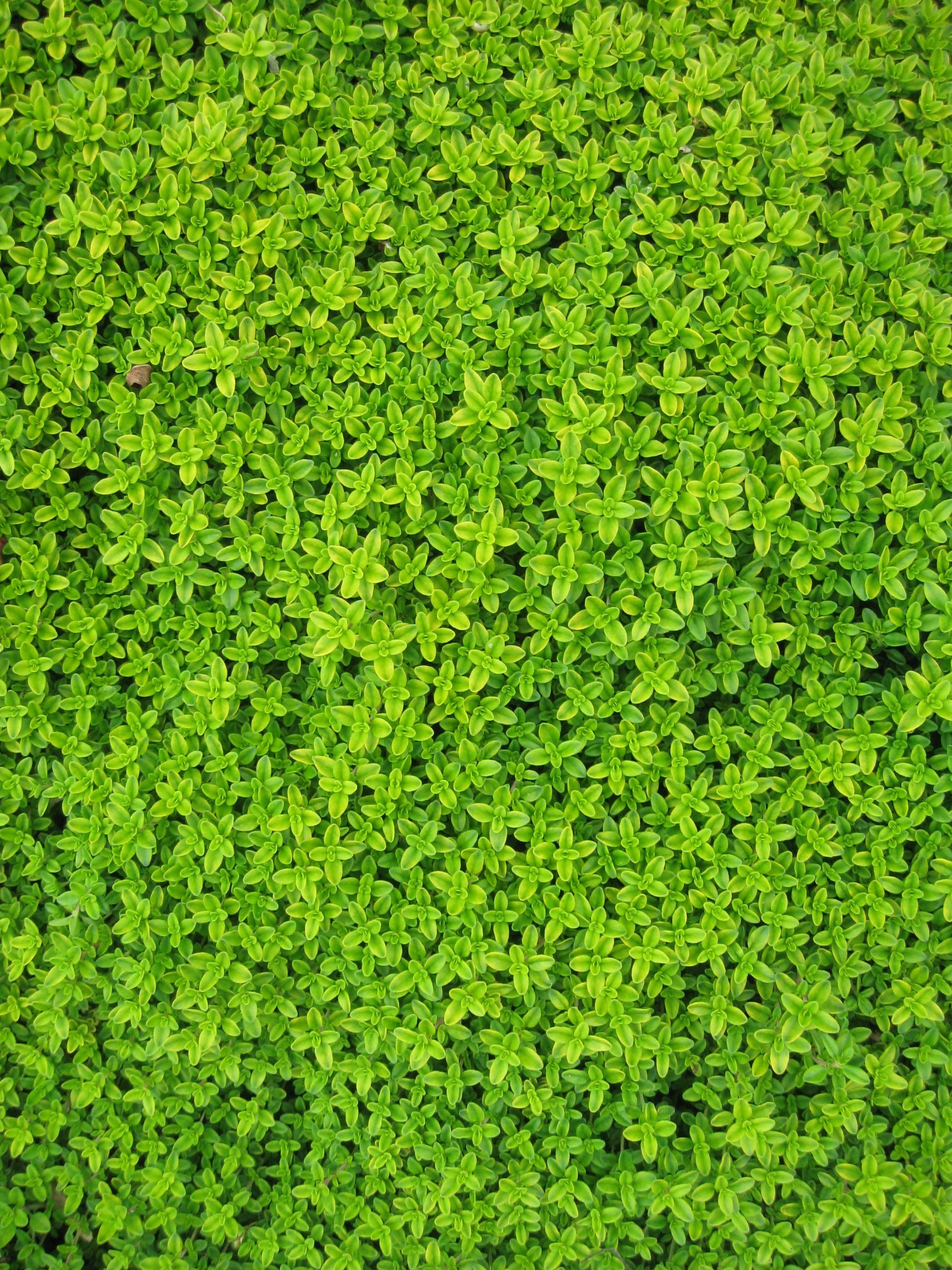 Download wallpaper 938x1668 ivy leaves drops plant green iphone  876s6 for parallax hd background