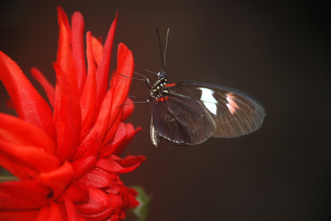 De franc Foto d'estoc gratuïta de flor, fons de pantalla de la papallona, insecte Foto d'estoc