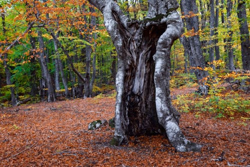 Gratis stockfoto met bomen, boomstam, Bos