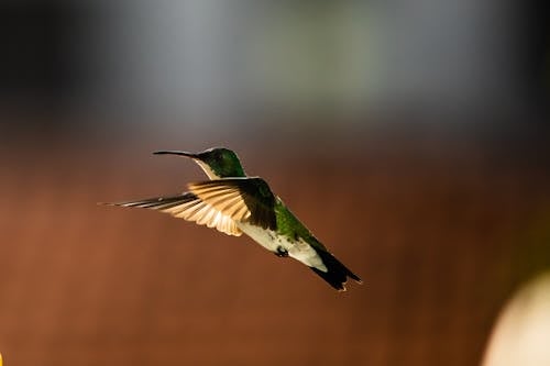 Foto stok gratis burung kolibri, fotografi binatang, lalat