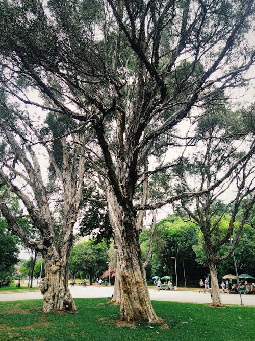 Alberi Che Circondano Il Parco