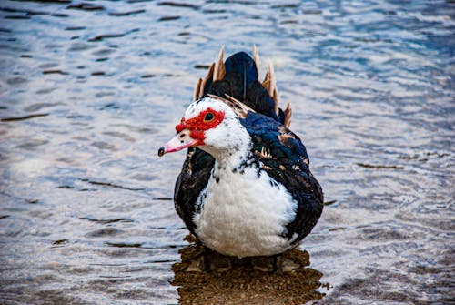 Free Duck Swimming on Lake Stock Photo