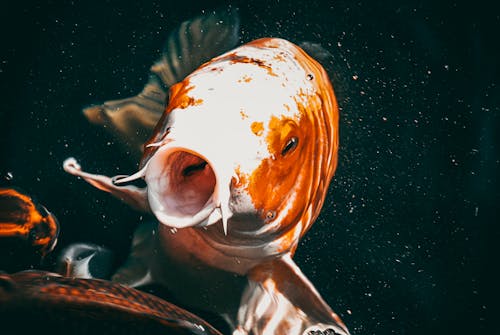 Aquarium Fish Swimming in Water