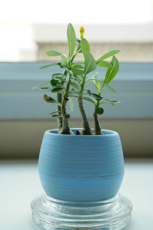 Foto d'estoc gratuïta de adenium obesum, cassola, fulles