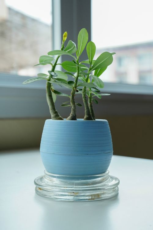 Free Close-up of Adenium Obesum in a blue pot indoors by a window. Stock Photo