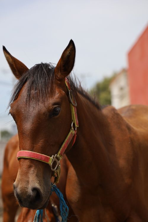Free Close-up portrait of a brown horse with harness in a Mexican ranch setting. Stock Photo