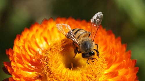 Free Black and Yellow Bee on Flower Stock Photo